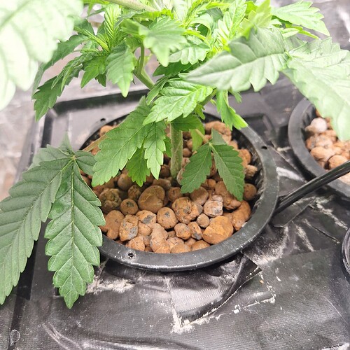 Eine junge Cannabispflanze in einem schwarzen Topf mit Blähton, die in einem Hydrokultursystem wächst.