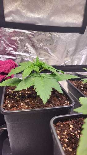 Growreport Bild 43