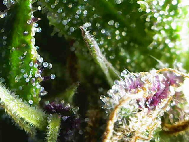 Growreport Bild 2
