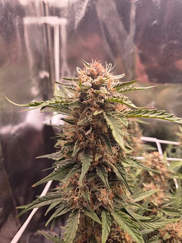 Growreport Bild 2