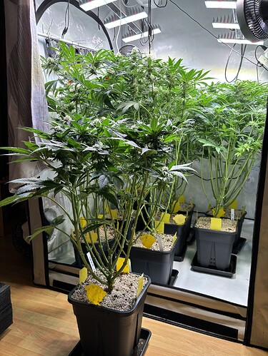 Growreport Bild 53