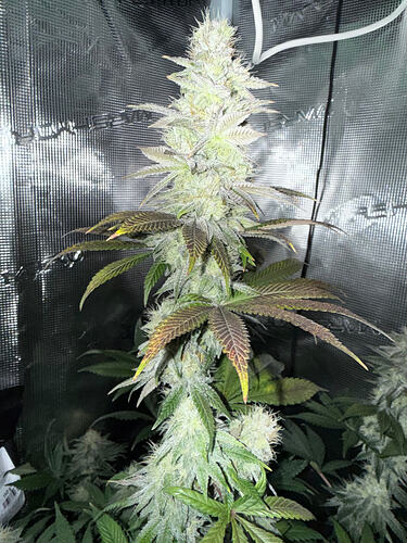 Growreport Bild 11