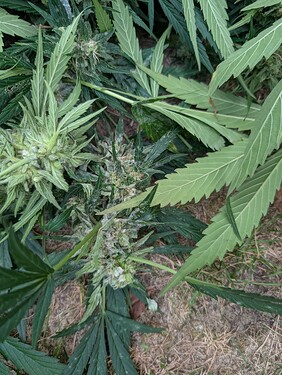 Growreport Bild 7