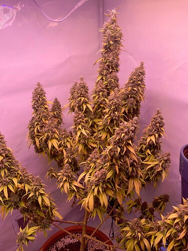 Growreport Bild 40