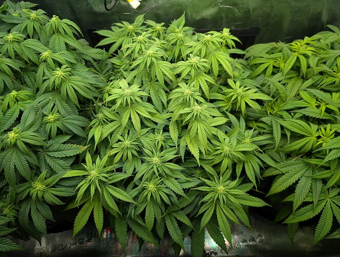 Growreport Bild 17