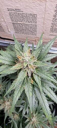 Growreport Bild 3