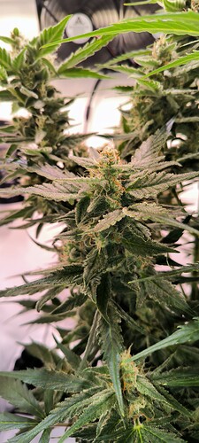 Growreport Bild 18