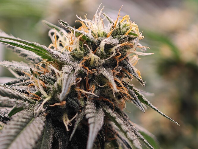 IMG_20240803_123343_1