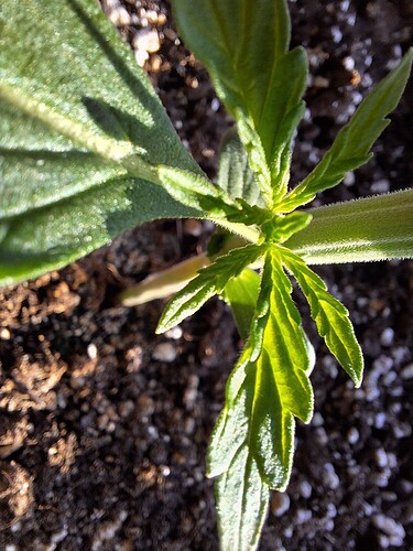 Growreport Bild 11