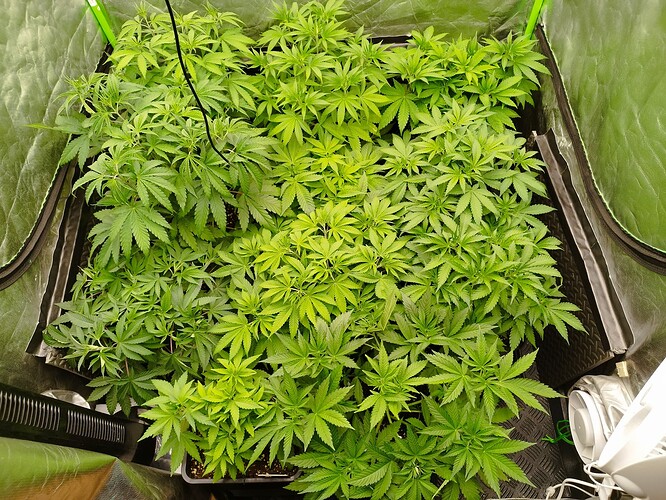 Viele junge Cannabispflanzen in einem Zelt, die sich im Wuchs befinden.