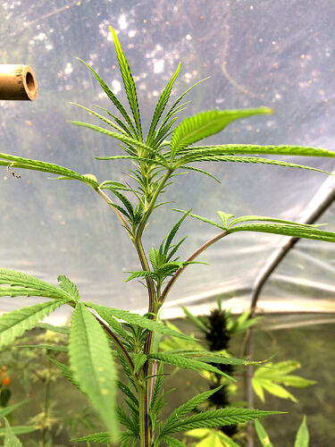 Grow26_0912_10_JL