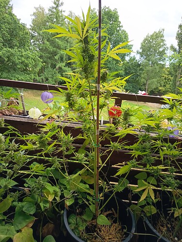 Growreport Bild 6