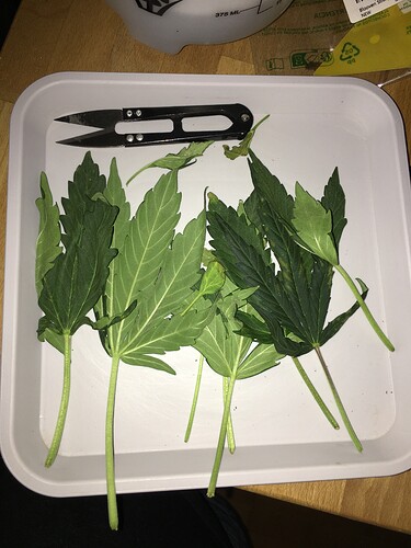 Growreport Bild 1