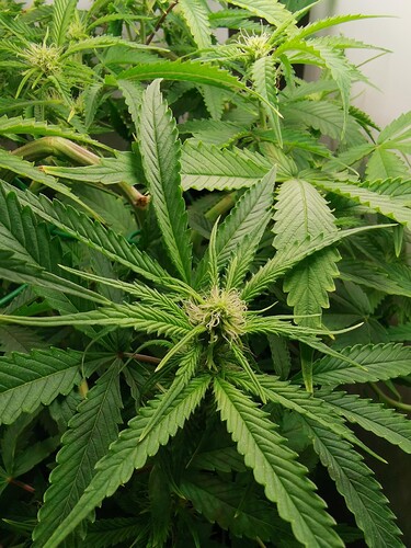 Growreport Bild 6