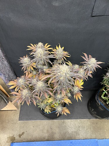 Growreport Bild 4