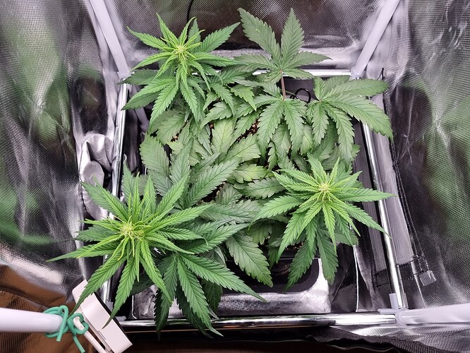 Growreport Bild 2
