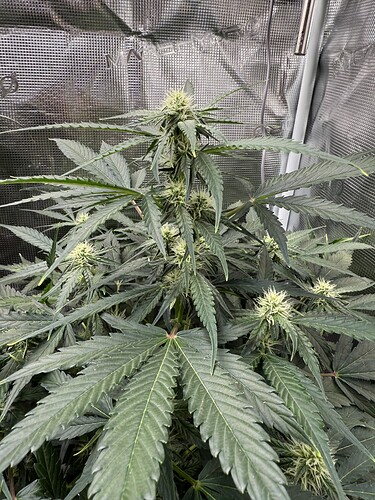 Growreport Bild 38