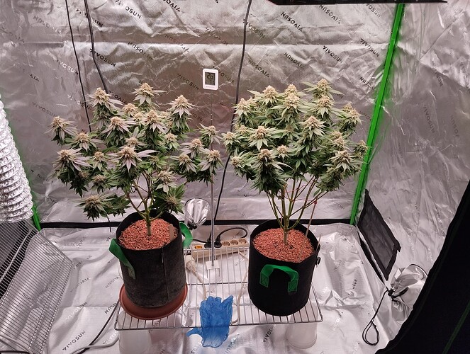 Growreport Bild 1