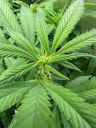 Growreport Bild 61