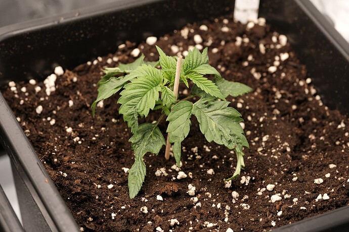 Growreport Bild 1