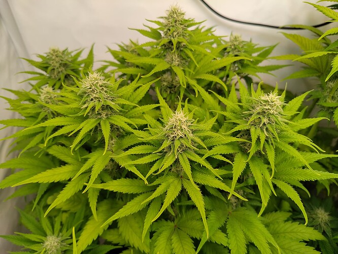 Growreport Bild 13