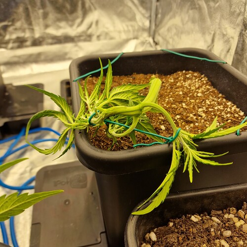 Growreport Bild 13
