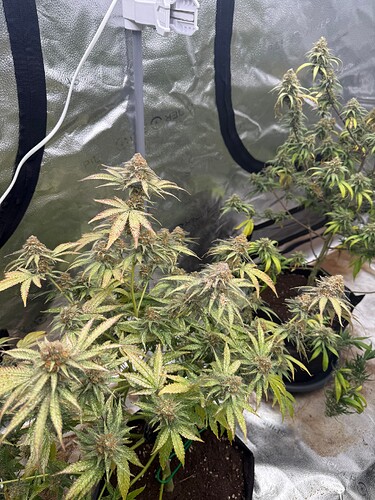 Growreport Bild 3