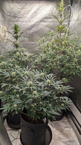 Growreport Bild 6