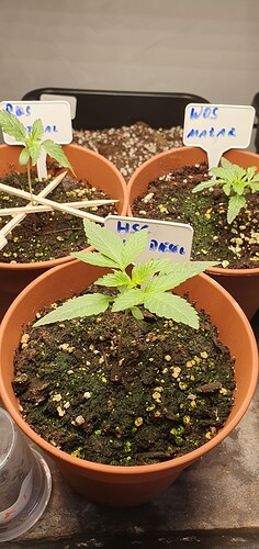 Growreport Bild 1