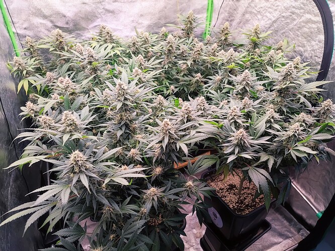 Growreport Bild 2