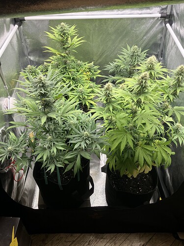 Growreport Bild 2