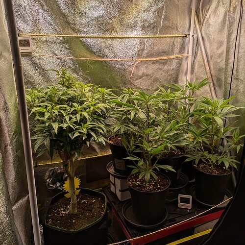 Growreport Bild 6