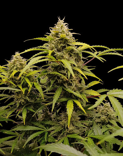 Growreport Bild 15
