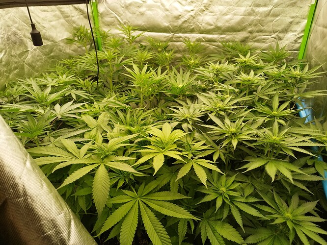 Viele junge Cannabispflanzen in einem Zelt, die sich im Wuchs befinden.
