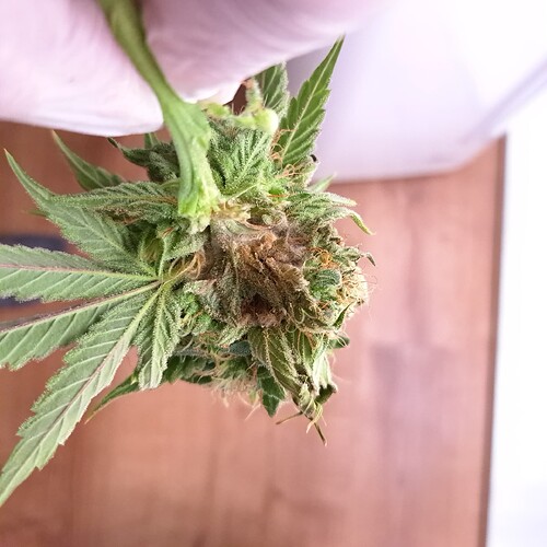 Growreport Bild 30