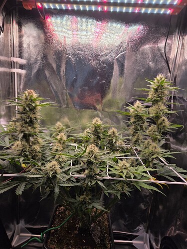 Growreport Bild 1