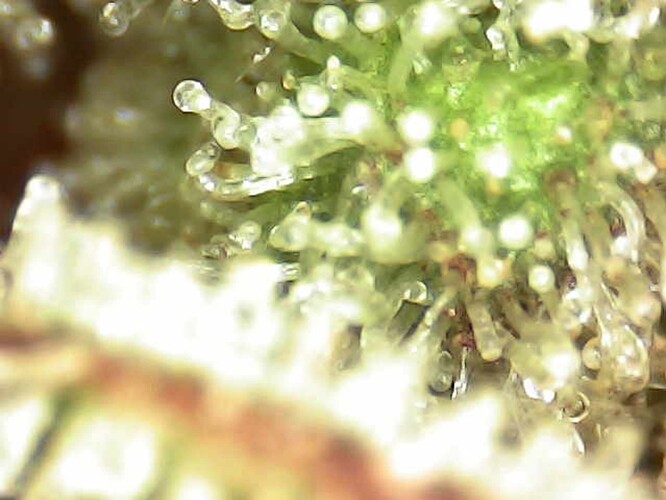 Growreport Bild 26