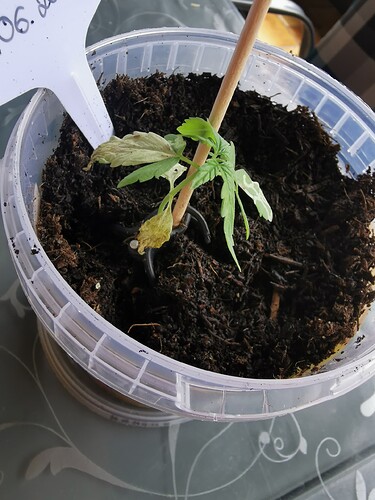 Growreport Bild 5
