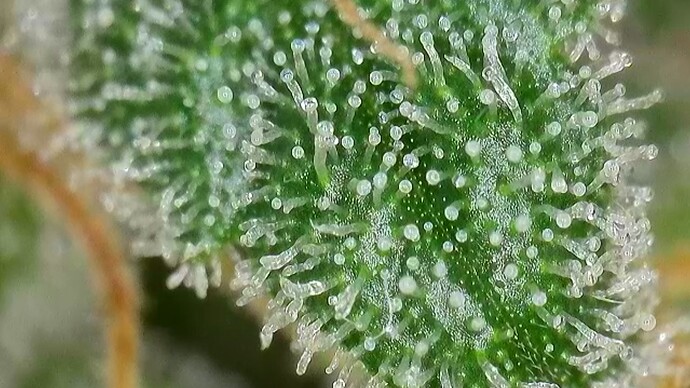 Growreport Bild 15