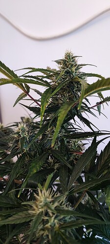 Growreport Bild 5