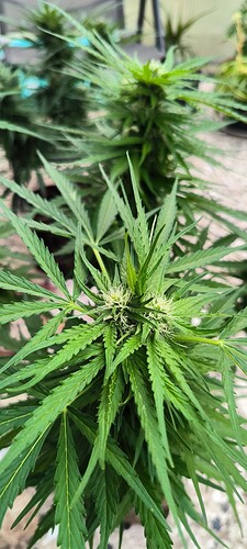 Growreport Bild 10