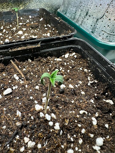 Growreport Bild 31