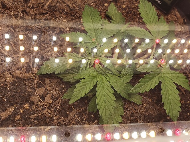 IMG_20251217_193912010