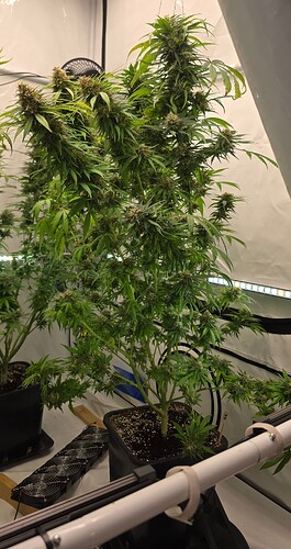 Growreport Bild 56