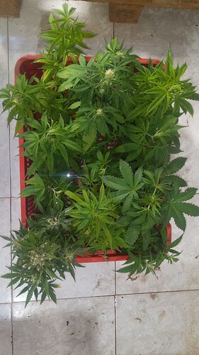 IMG_20240210_152358_826