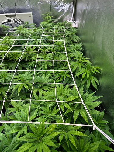 Growreport Bild 37