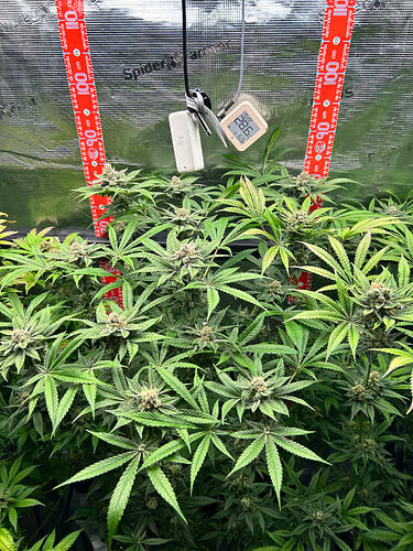 Cannabispflanzen in der späten Blütephase in einem Growzelt mit Spider Farmer Equipment und einem Hygrometer.