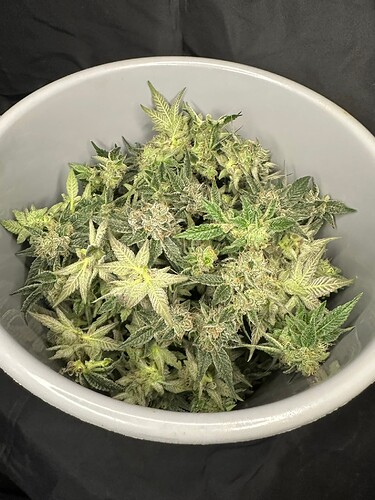 Growreport Bild 3