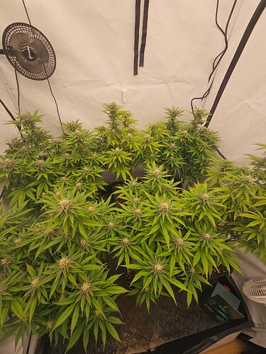 Growreport Bild 2