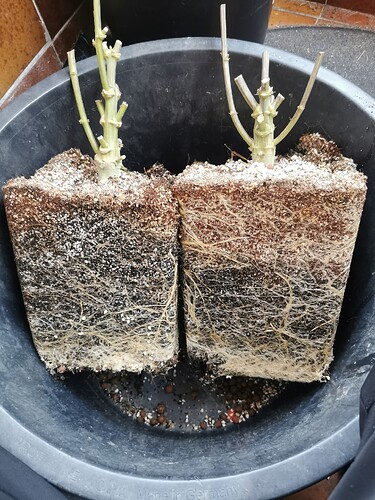 Growreport Bild 1